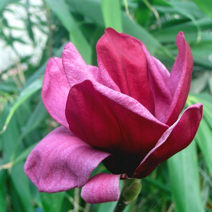 Magnolias de flores rojas