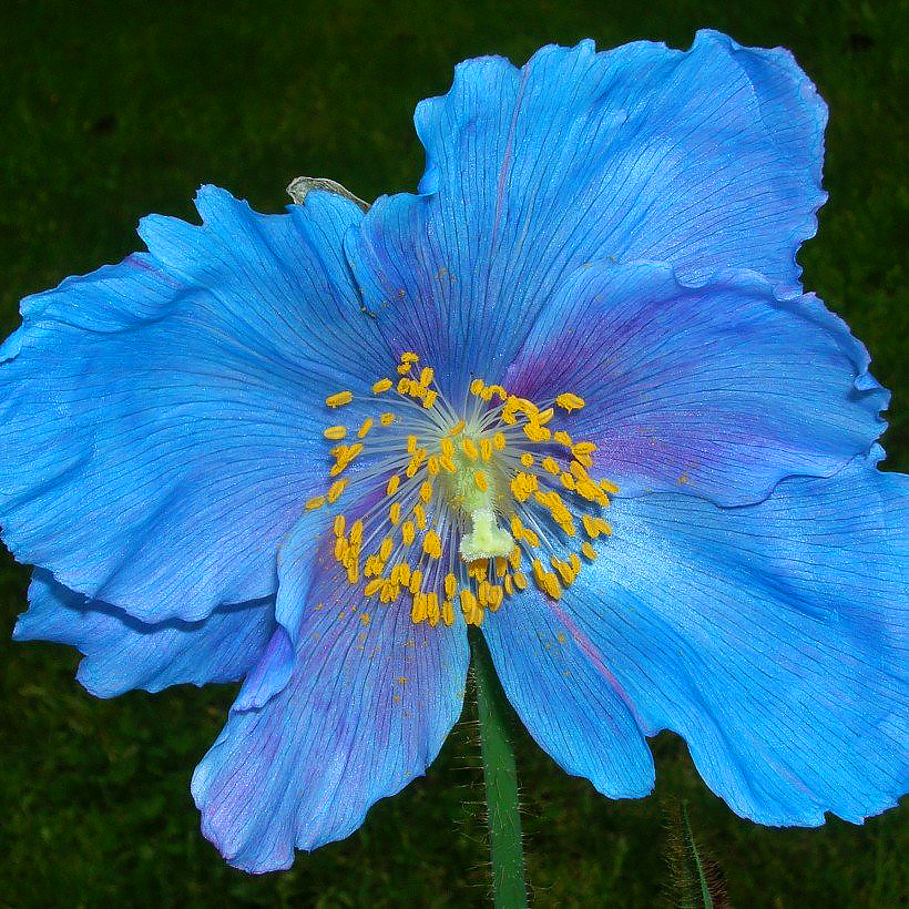 Meconopsis - Amapola azul del Himalaya