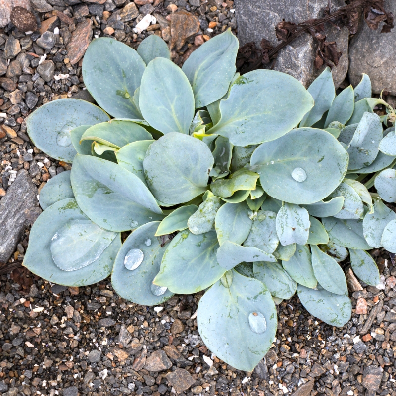 Mertensia