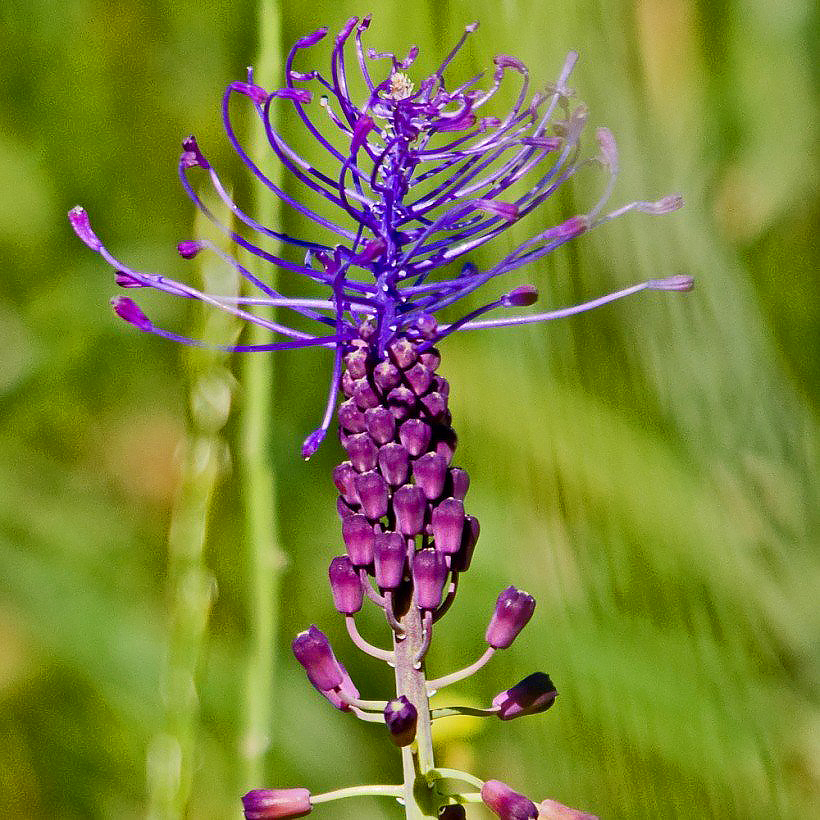 Muscari - Nazareno