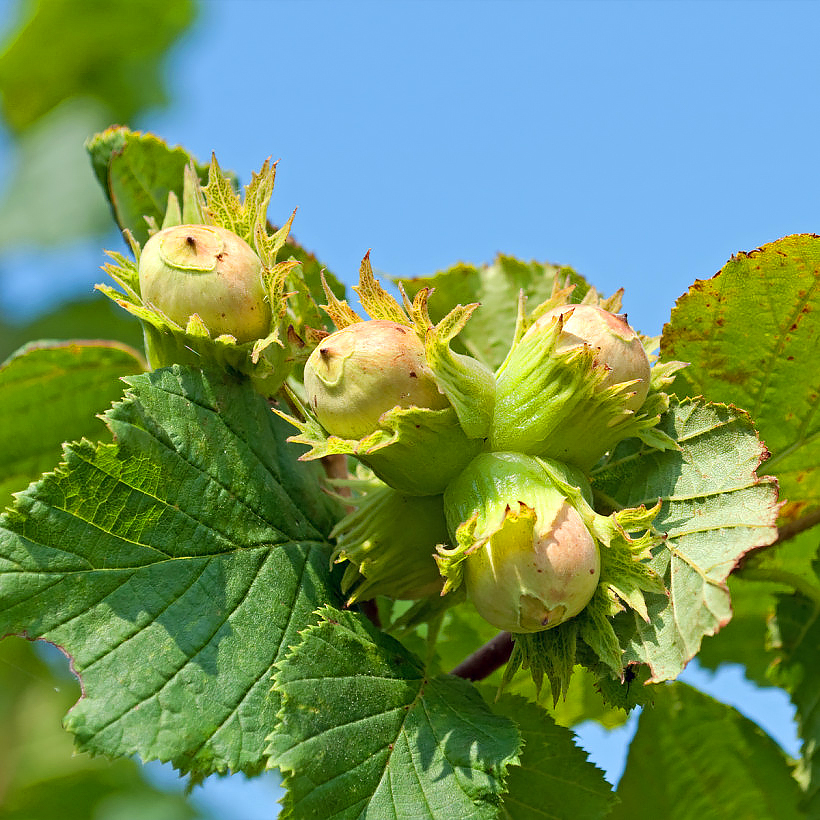 Avellanos con frutos