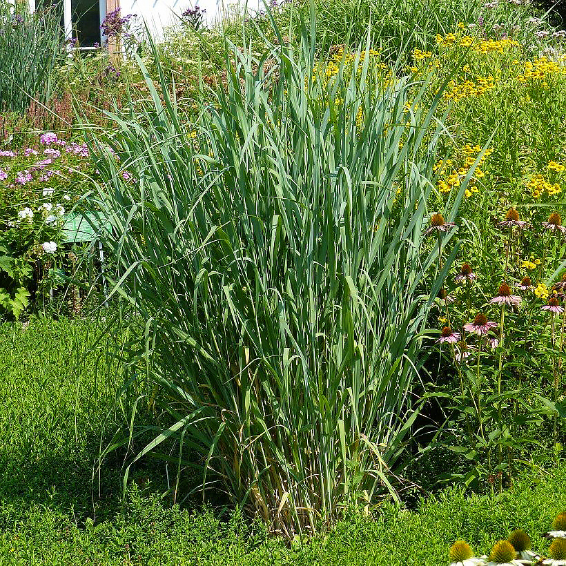 Panicum