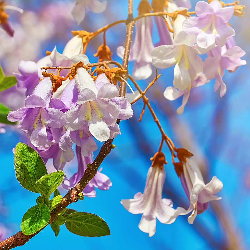 Paulownia - árbol emperatriz