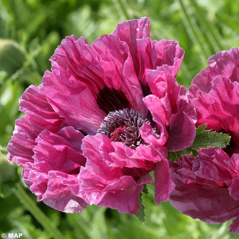 Amapolas