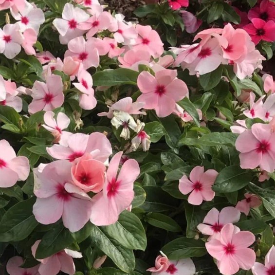 Vinca de Madagascar