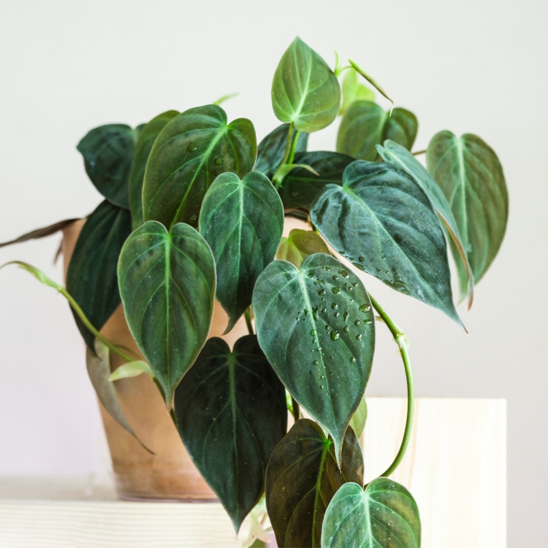 Philodendron - Filodendro