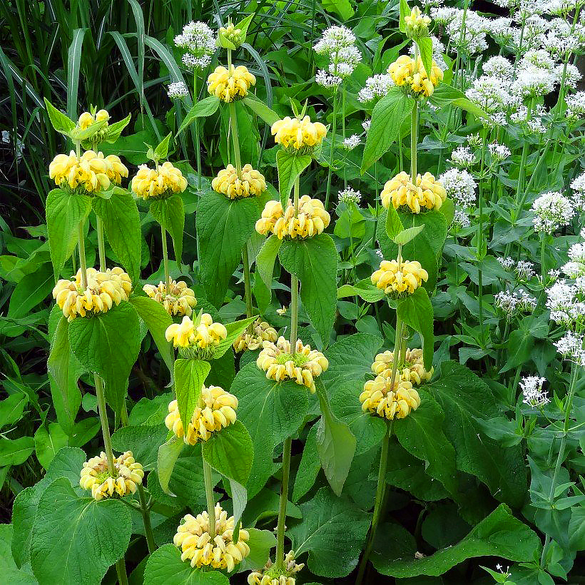 Phlomis - Salvia de Jerusalén