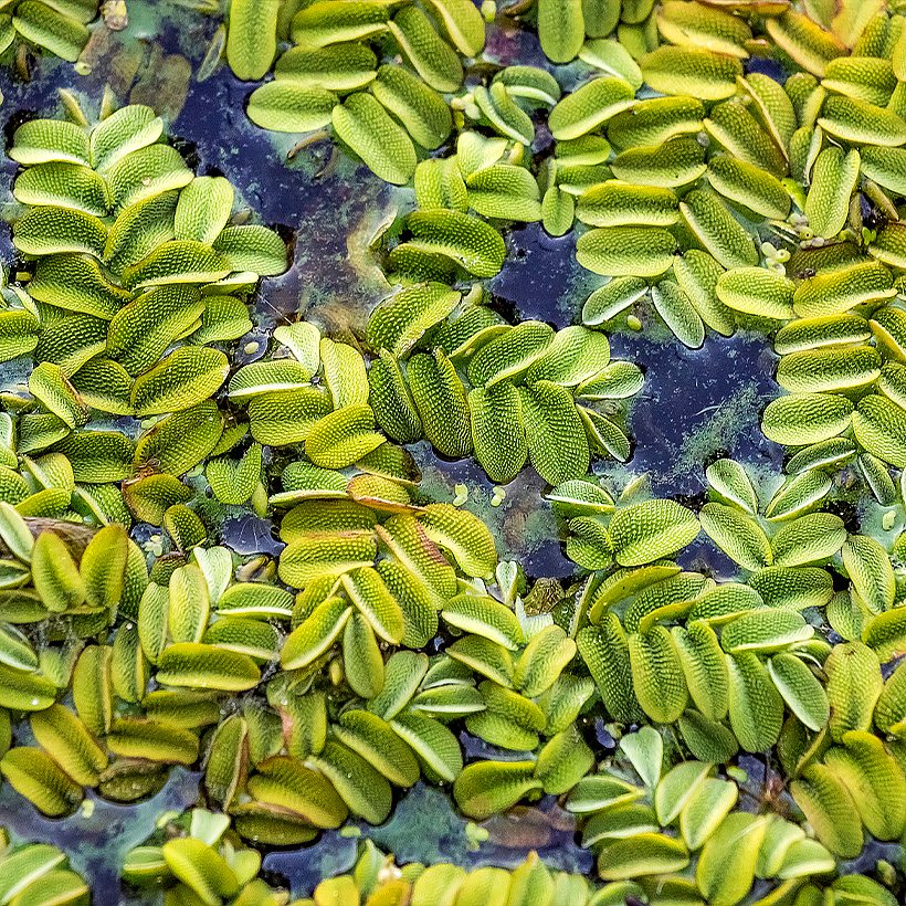 Plantas acuáticas flotantes