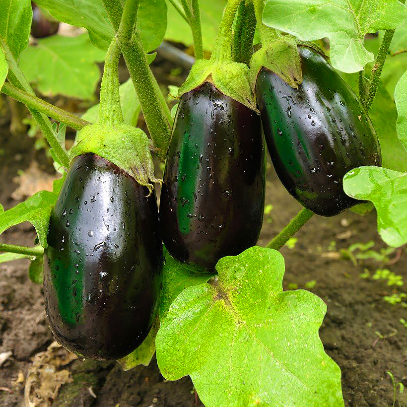 Plantúlas de berenjenas