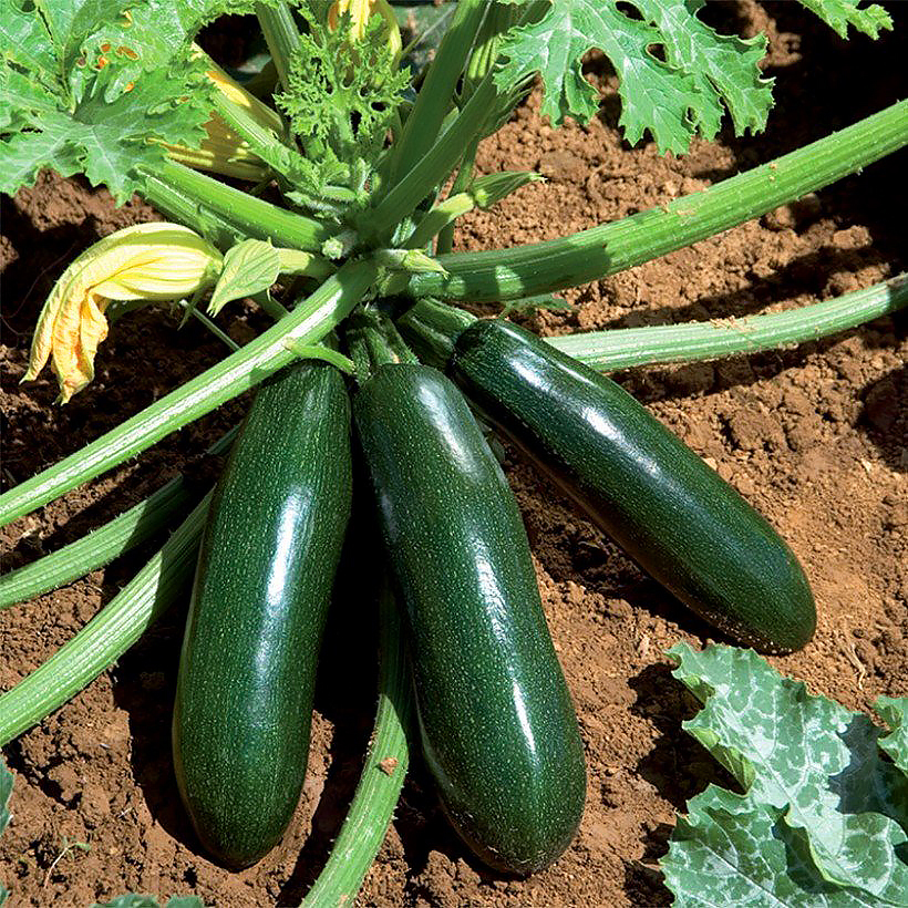 Plantúlas de calabacín