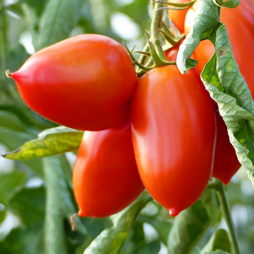 Plantúlas de tomates