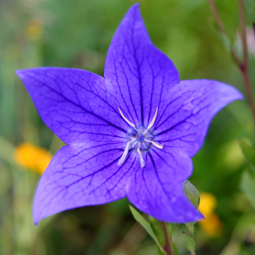 Platycodons - Campanilla china