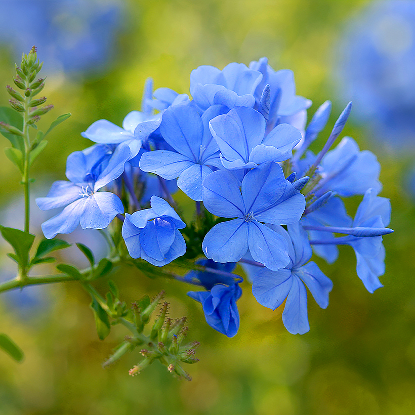 Plumbago - Dentellaria del Cabo