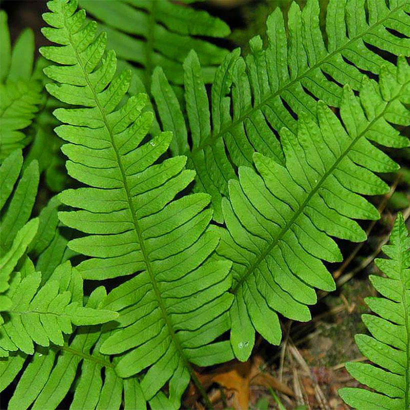 Polypodium - Helechos