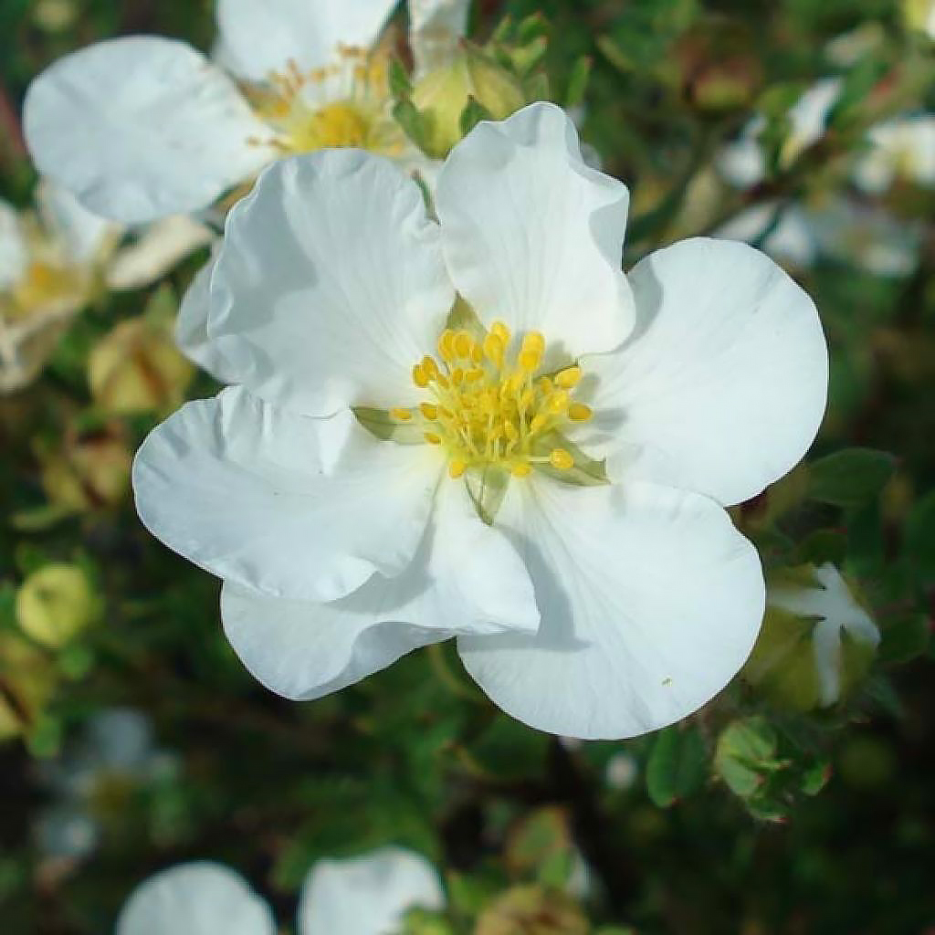 Potentillas de flores blancas