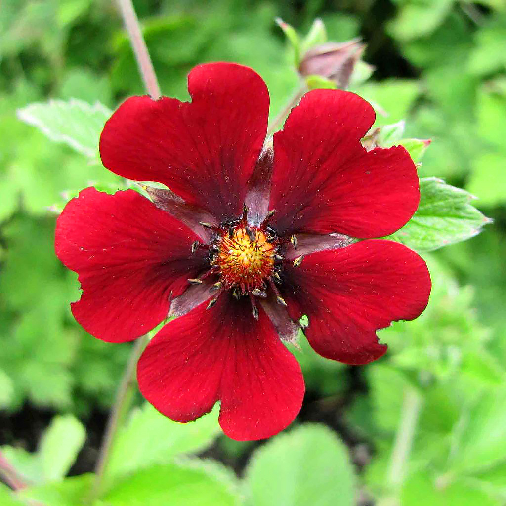 Potentillas de flores rojas