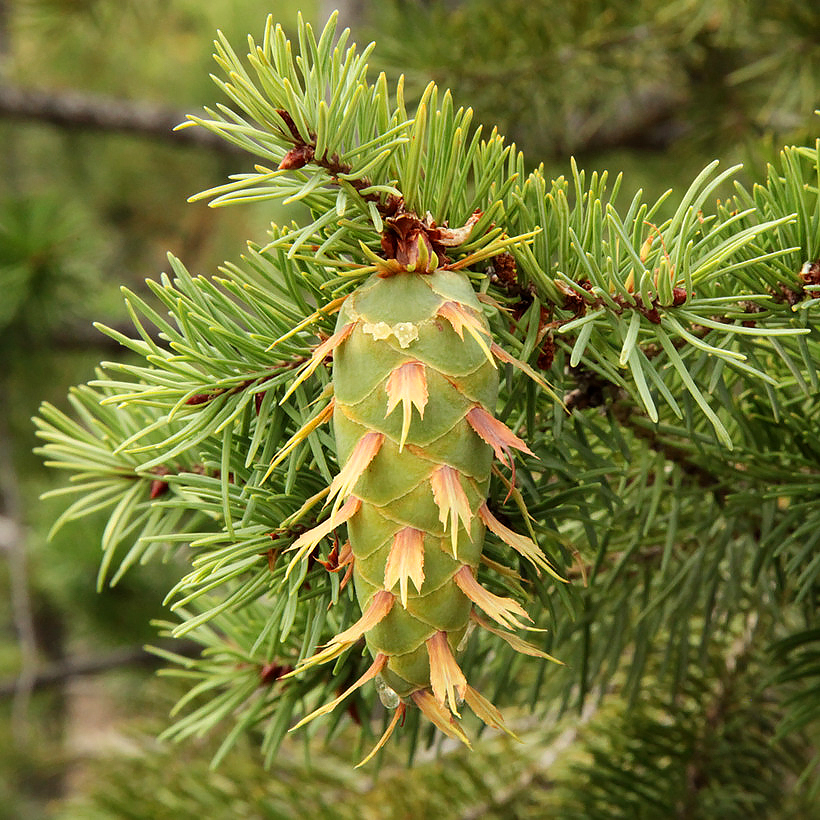 Pseudotsuga - Douglasias o Abeto de Douglas