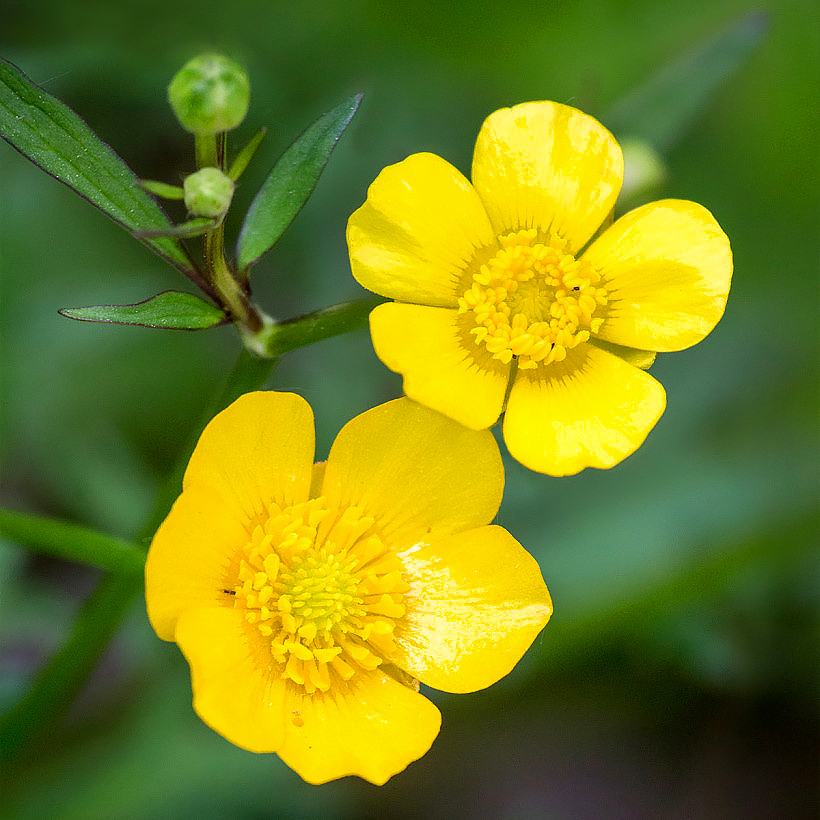 Ranunculus - Ranúnculos