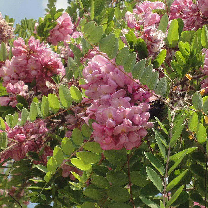 Robinia (Falsa acacia)