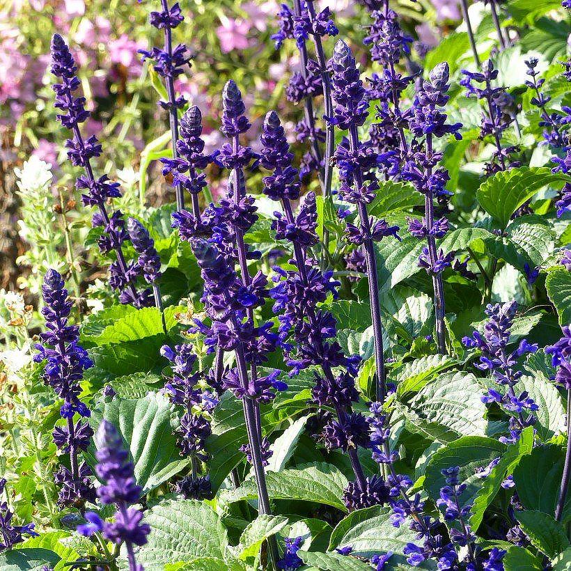 Salvia de temporada