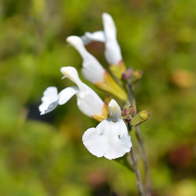 Salvias arbustivas de flores blancas