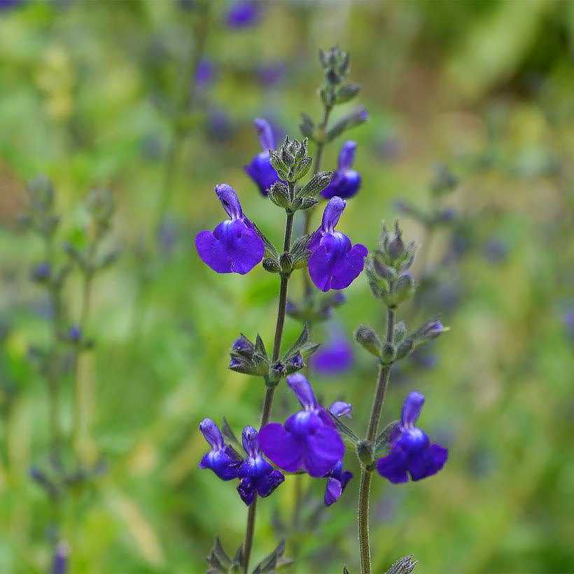 Salvias arbustivas de flores azules