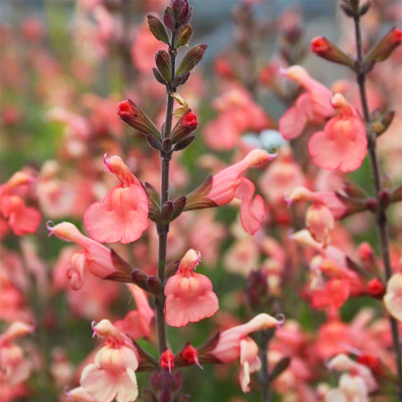 Salvias arbustivas de flores naranjas