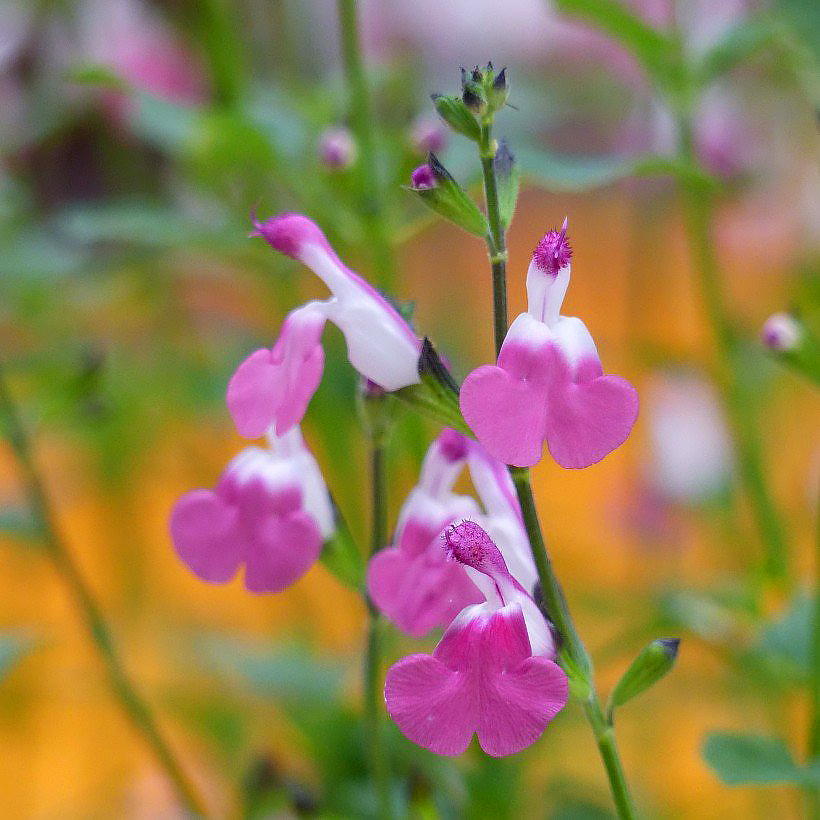 Salvias arbustivas de flores rosas