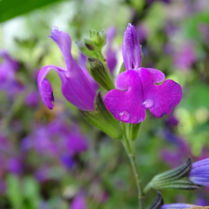 Salvias arbustivas de flores violetas