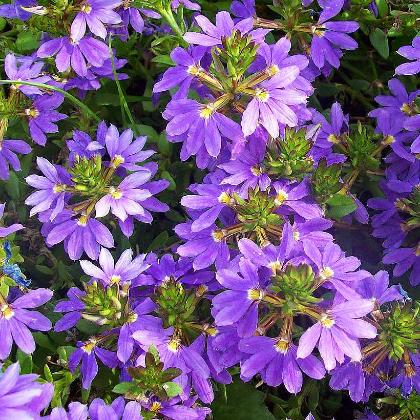 Scaevola - Flor abanico