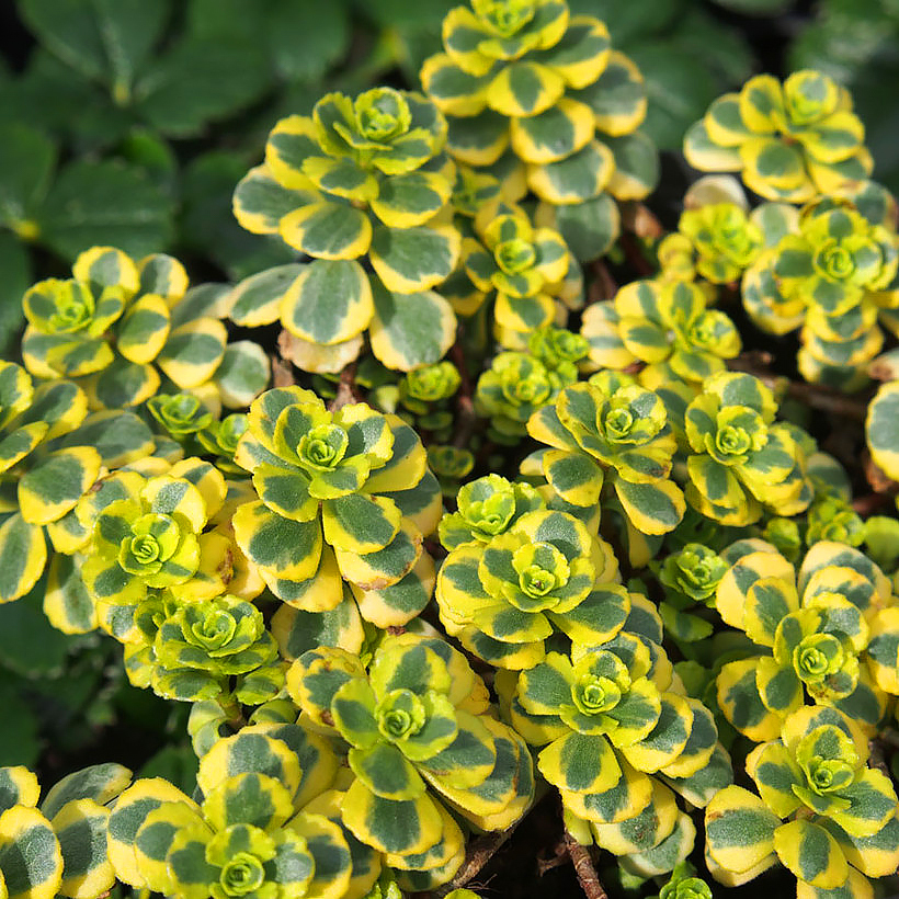 Sedum