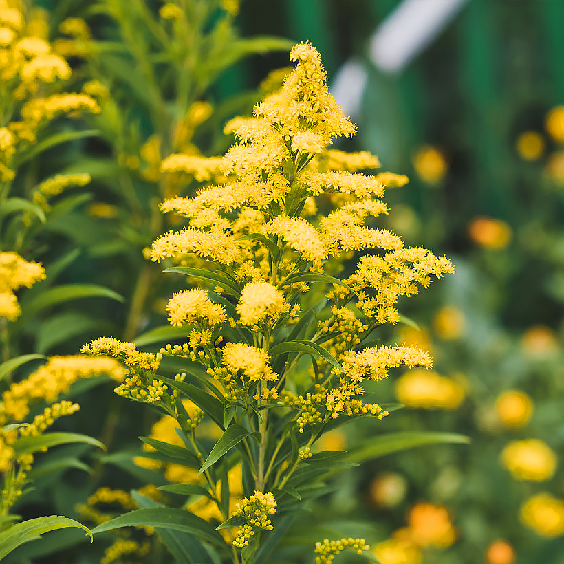 Solidago - Vara de oro