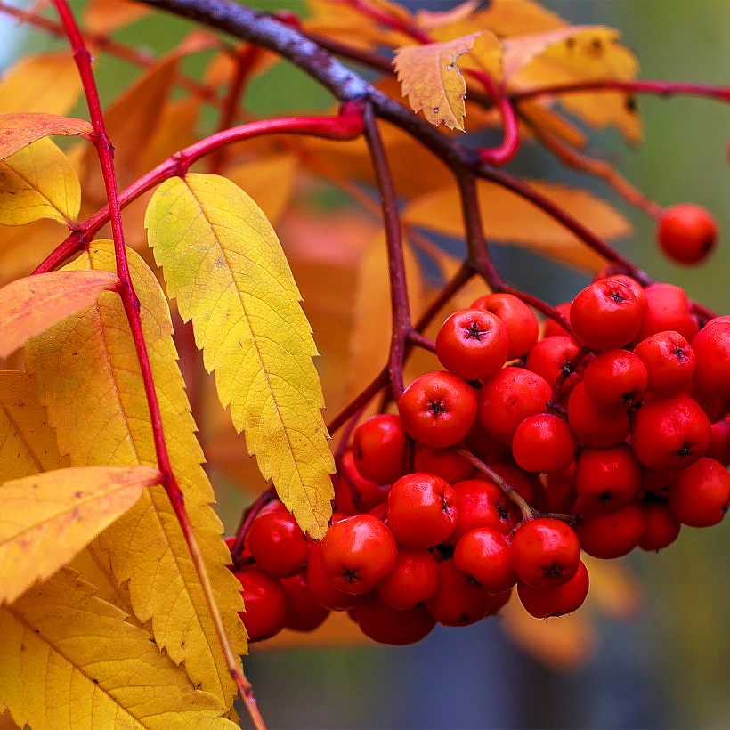 Serbales - Sorbus