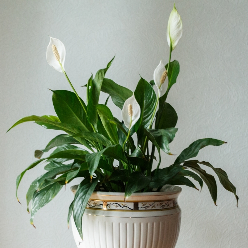 Spathiphyllum - Espatifilo