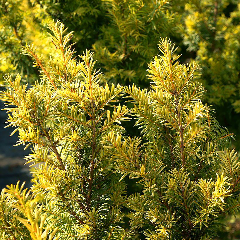 Taxus -Tejo