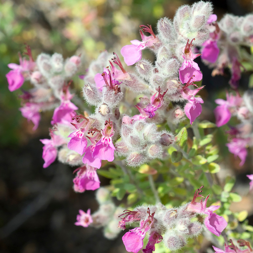 Teucrium - Germandrinas