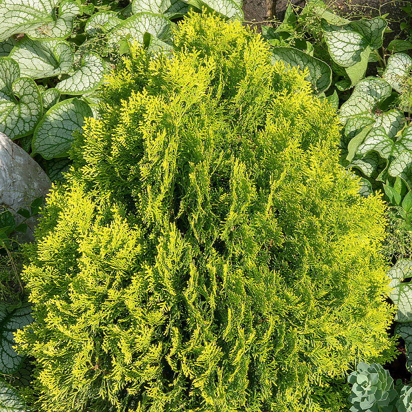 Thuja - Tuya