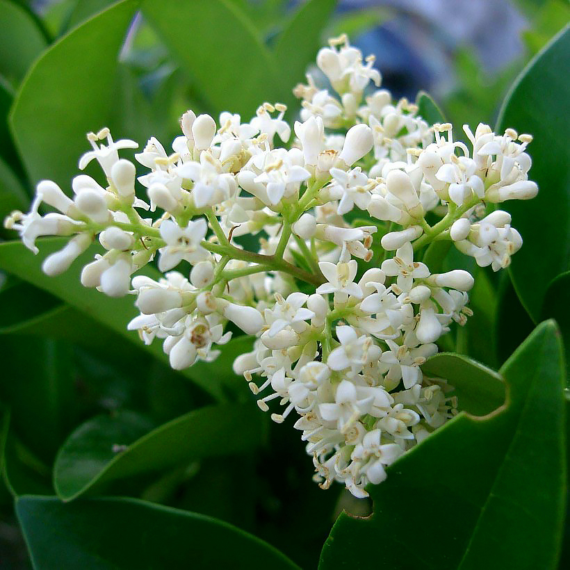 Ligustrum - Aligustre