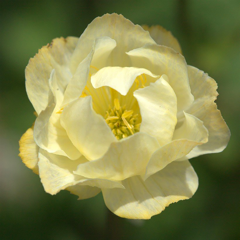 Trollius