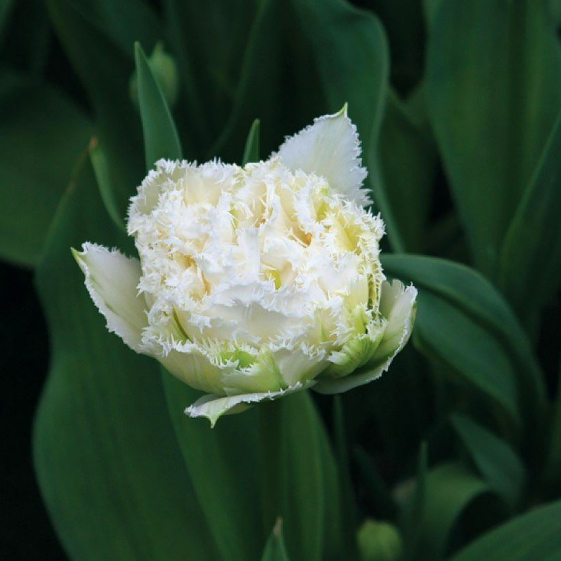 Tulipanes de flores blancas