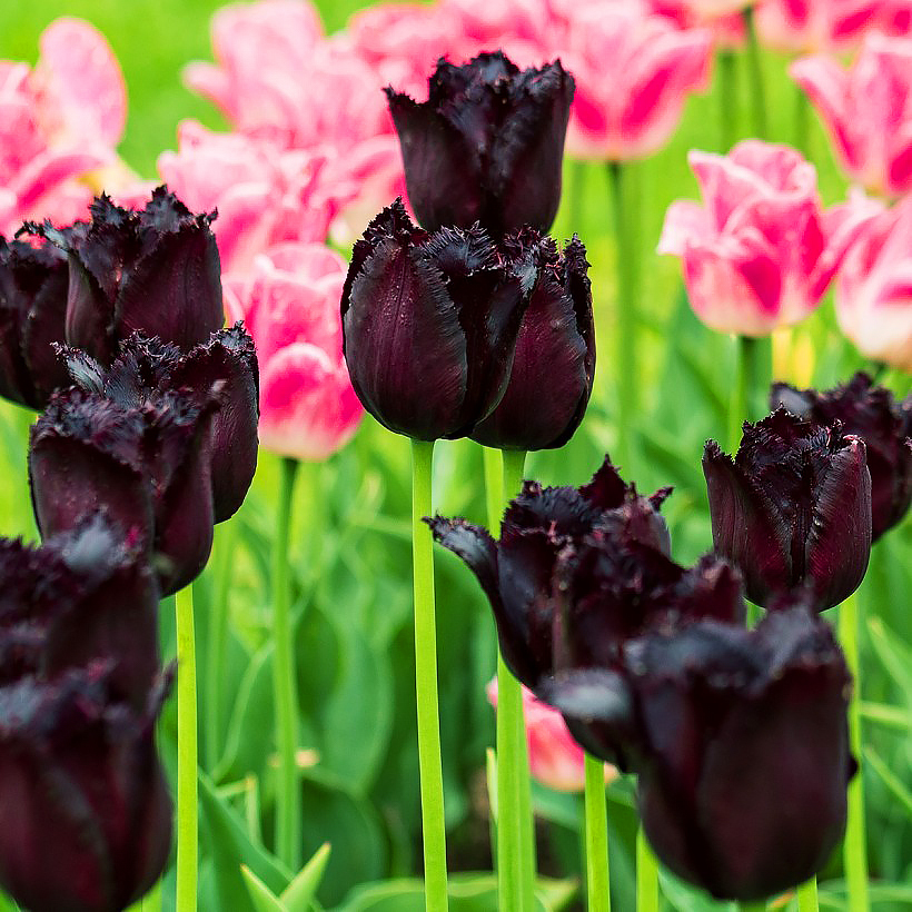 Tulipanes de flores negras