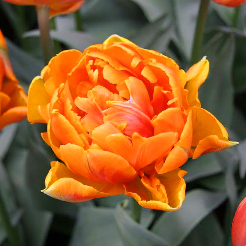 Tulipanes de flores naranjas