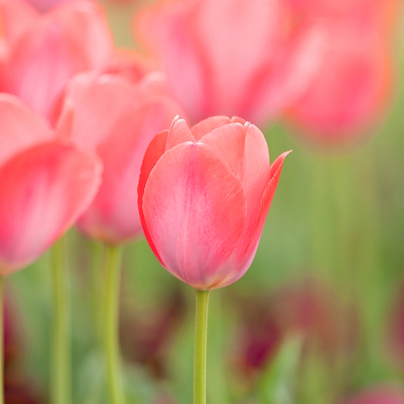 Tulipanes de flores rosas