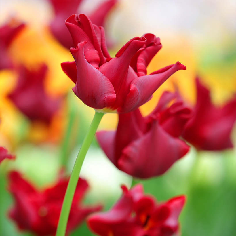 Tulipanes de flores rojas