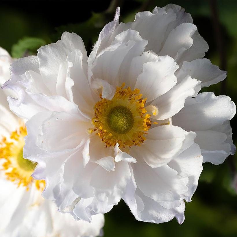 Vivaces de flores blancas