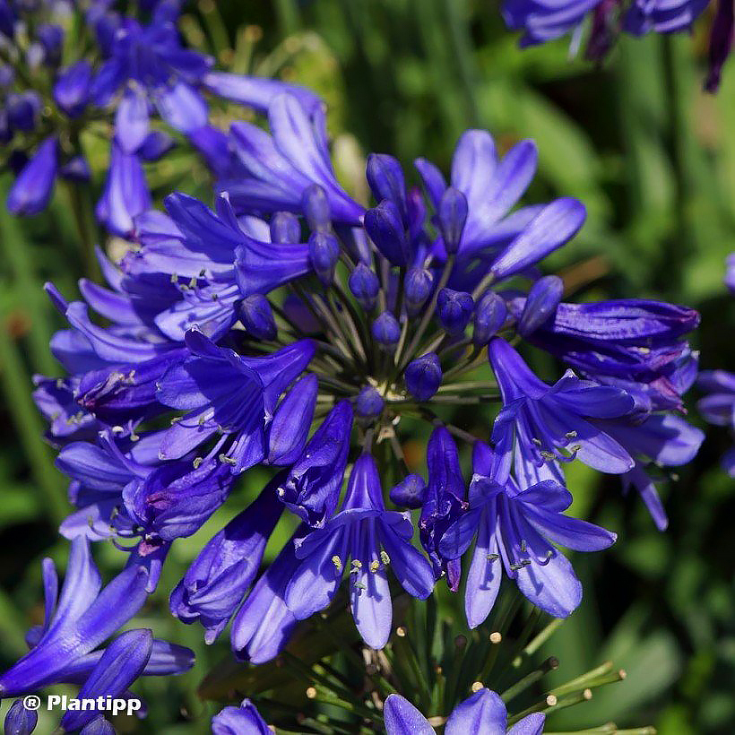 Vivaces de flores azules