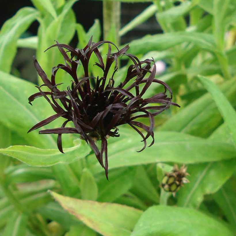 Vivaces de flores negras