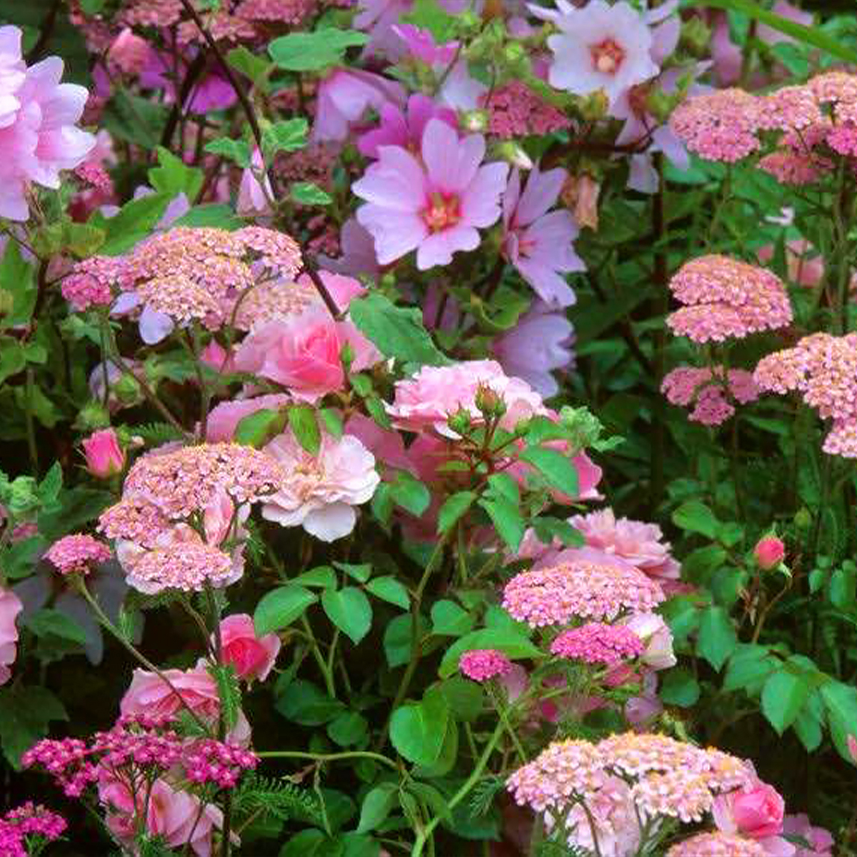 Vivaces de flores rosas