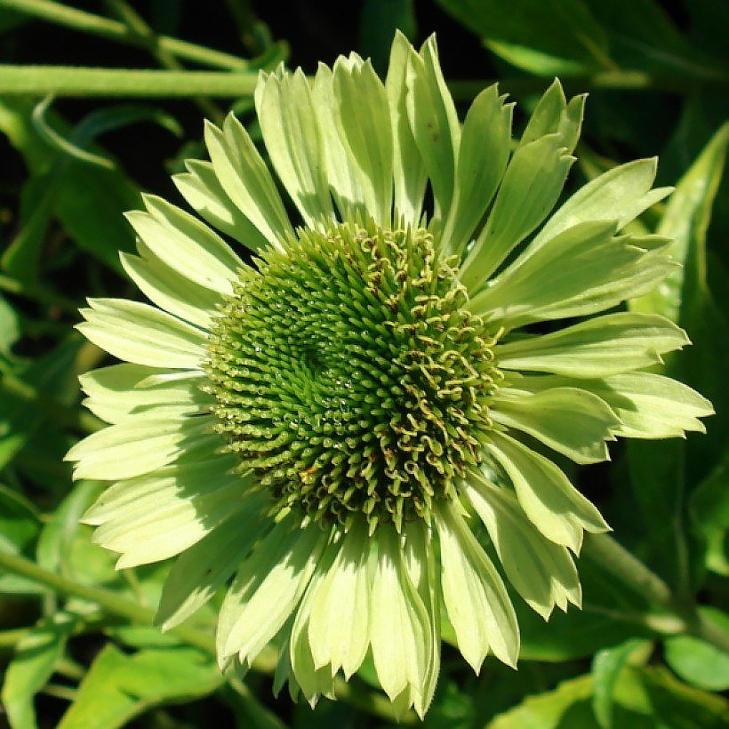 Vivaces de flores verdes