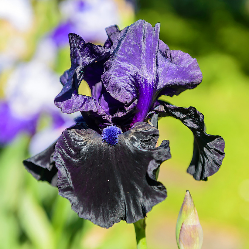 Vivaces de flores violetas, malvas y púrpuras